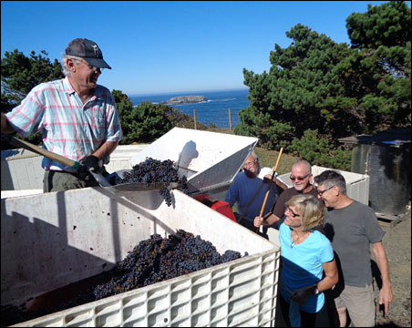 loading grapes into the de-stemmer 